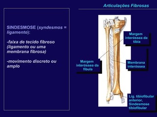 Articulações Fibrosas SINDESMOSE ( syndesmos = ligamento ):   -faixa de tecido fibroso (ligamento ou uma membrana fibrosa) -movimento discreto ou amplo Margem  interóssea da ulna Margem  interóssea do rádio Membrana interóssea Margem  interóssea da tíbia Margem  interóssea da fíbula Membrana interóssea Lig. tibiofibular anterior, Sindesmose tibiofibular 