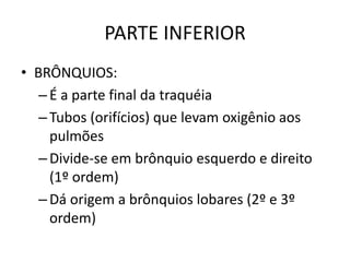 PARTE INFERIOR
• BRÔNQUIOS:
–É a parte final da traquéia
–Tubos (orifícios) que levam oxigênio aos
pulmões
–Divide-se em brônquio esquerdo e direito
(1º ordem)
–Dá origem a brônquios lobares (2º e 3º
ordem)
 