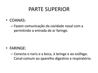 PARTE SUPERIOR
• COANAS:
– Fazem comunicação da cavidade nasal com a
permitindo a entrada de ar faringe.
• FARINGE:
– Conecta o nariz e a boca, à laringe e ao esôfago.
Canal comum ao aparelho digestivo e respiratório.
 
