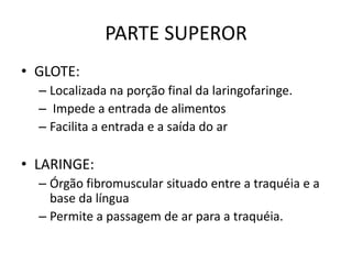PARTE SUPEROR
• GLOTE:
– Localizada na porção final da laringofaringe.
– Impede a entrada de alimentos
– Facilita a entrada e a saída do ar
• LARINGE:
– Órgão fibromuscular situado entre a traquéia e a
base da língua
– Permite a passagem de ar para a traquéia.
 