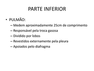 PARTE INFERIOR
• PULMÃO:
– Medem aproximadamente 25cm de comprimento
– Responsável pela troca gasosa
– Dividido por lobos
– Revestidos externamente pela pleura
– Apoiados pelo diafragma
 