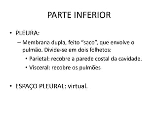 PARTE INFERIOR
• PLEURA:
– Membrana dupla, feito “saco”, que envolve o
pulmão. Divide-se em dois folhetos:
• Parietal: recobre a parede costal da cavidade.
• Visceral: recobre os pulmões
• ESPAÇO PLEURAL: virtual.
 