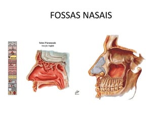 FOSSAS NASAIS
 