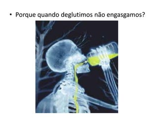 • Porque quando deglutimos não engasgamos?
 