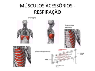 MÚSCULOS ACESSÓRIOS -
RESPIRAÇÃO
 