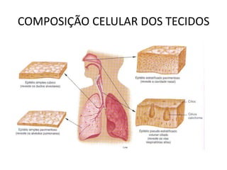 COMPOSIÇÃO CELULAR DOS TECIDOS
 