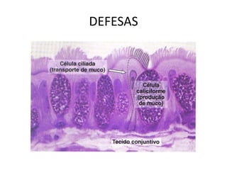 DEFESAS
 