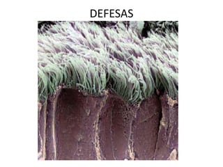 DEFESAS
 