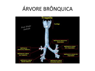 ÁRVORE BRÔNQUICA
 