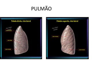 PULMÃO
 