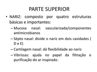 PARTE SUPERIOR
• NARIZ: composto por quatro estruturas
básicas e importantes:
– Mucosa nasal: vascularizada/componentes
antimicrobianos
– Sépto nasal: divide o nariz em dois cavidades (
D e E)
– Cartilagem nasal: dá flexibilidade ao nariz
– Vibrissas: ajuda no papel da filtração e
purificação do ar inspirado.
 