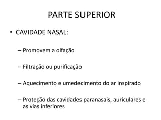 PARTE SUPERIOR
• CAVIDADE NASAL:
– Promovem a olfação
– Filtração ou purificação
– Aquecimento e umedecimento do ar inspirado
– Proteção das cavidades paranasais, auriculares e
as vias inferiores
 