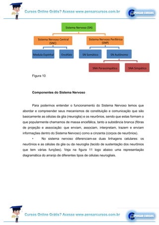 Figura 10
Componentes do Sistema Nervoso
Para podermos entender o funcionamento do Sistema Nervoso temos que
abordar e compreender seus mecanismos de constituição e comunicação que são
basicamente as células da glia (neuroglia) e os neurônios, sendo que estas formam o
que popularmente chamamos de massa encefálica, tanto a substância branca (fibras
de projeção e associação: que enviam, associam, interpretam, trazem e enviam
informações dentro do Sistema Nervoso) como a cinzenta (corpos de neurônios).
• No sistema nervoso diferenciam-se duas linhagens celulares: os
neurônios e as células da glia ou da neuroglia (tecido de sustentação dos neurônios
que tem várias funções). Veja na figura 11 logo abaixo uma representação
diagramática do arranjo de diferentes tipos de células neurogliais.
Sistema Nervoso (SN)
Sistema Nervoso Central
(SNC)
Medula Espinhal Encéfalo SN Somático SN Autônomo
SNA Parassimpático SNA Simpático
Sistema Nervoso Periférico
(SNP)
 
