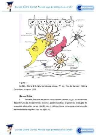 Figura 11
SNELL, Richard S. Neuroanatomia clínica. 7ª. ed. Rio de Janeiro: Editora
Guanabara Koogan, 2011.
Os neurônios.
• Os neurônios são as células responsáveis pela recepção e transmissão
dos estímulos do meio (interno e externo), possibilitando ao organismo a execução de
respostas adequadas para a relação com o meio ambiente como para a manutenção
da homeostase corporal. Veja na figura 12.
 