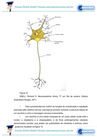 Figura 12
SNELL, Richard S. Neuroanatomia clínica. 7ª. ed. Rio de Janeiro: Editora
Guanabara Koogan, 2011.
• Para compreendermos melhor as funções de coordenação e regulação
exercidas pelo sistema nervoso, precisamos primeiro conhecer a estrutura básica de
um neurônio e como a mensagem nervosa é transmitida.
• Um neurônio é uma célula composta de um corpo celular (onde está o
núcleo, o citoplasma e o citoesqueleto), e de finos prolongamentos celulares
denominados neuritos, que podem ser subdivididos em dendritos e axônios, como
podemos visualizar na figura 13.
 