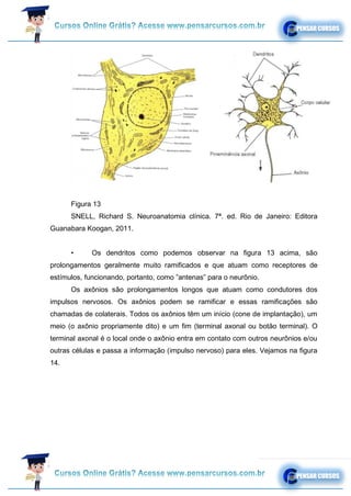 Figura 13
SNELL, Richard S. Neuroanatomia clínica. 7ª. ed. Rio de Janeiro: Editora
Guanabara Koogan, 2011.
• Os dendritos como podemos observar na figura 13 acima, são
prolongamentos geralmente muito ramificados e que atuam como receptores de
estímulos, funcionando, portanto, como ”antenas” para o neurônio.
Os axônios são prolongamentos longos que atuam como condutores dos
impulsos nervosos. Os axônios podem se ramificar e essas ramificações são
chamadas de colaterais. Todos os axônios têm um início (cone de implantação), um
meio (o axônio propriamente dito) e um fim (terminal axonal ou botão terminal). O
terminal axonal é o local onde o axônio entra em contato com outros neurônios e/ou
outras células e passa a informação (impulso nervoso) para eles. Vejamos na figura
14.
 