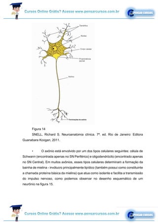 Figura 14
SNELL, Richard S. Neuroanatomia clínica. 7ª. ed. Rio de Janeiro: Editora
Guanabara Koogan, 2011.
• O axônio está envolvido por um dos tipos celulares seguintes: célula de
Schwann (encontrada apenas no SN Periférico) e oligodendrócito (encontrado apenas
no SN Central). Em muitos axônios, esses tipos celulares determinam a formação da
bainha de mielina - invólucro principalmente lipídico (também possui como constituinte
a chamada proteína básica da mielina) que atua como isolante e facilita a transmissão
do impulso nervoso, como podemos observar no desenho esquemático de um
neurônio na figura 15.
 