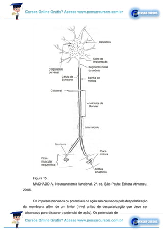 Figura 15
MACHADO A. Neuroanatomia funcional. 2ª. ed. São Paulo: Editora Athteneu,
2006.
Os impulsos nervosos ou potenciais de ação são causados pela despolarização
da membrana além de um limiar (nível crítico de despolarização que deve ser
alcançado para disparar o potencial de ação). Os potenciais de
 