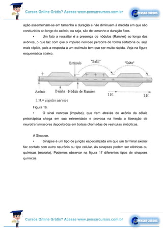 ação assemelham-se em tamanho e duração e não diminuem à medida em que são
conduzidos ao longo do axônio, ou seja, são de tamanho e duração fixos.
• Um fato a ressaltar é a presença de nódulos (Ranvier) ao longo dos
axônios, o que faz com que o impulso nervoso percorra de forma saltatória ou seja
mais rápida, pois a resposta a um estímulo tem que ser muito rápida. Veja na figura
esquemática abaixo.
Figura 16
• O sinal nervoso (impulso), que vem através do axônio da célula
présináptica chega em sua extremidade e provoca na fenda a liberação de
neurotransmissores depositados em bolsas chamadas de vesículas sinápticas.
A Sinapse.
• Sinapse é um tipo de junção especializada em que um terminal axonal
faz contato com outro neurônio ou tipo celular. As sinapses podem ser elétricas ou
químicas (maioria). Podemos observar na figura 17 diferentes tipos de sinapses
químicas.
 