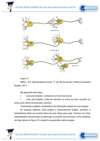 Figura 17
SNELL, R S. Neuroanatomia clínica. 7ª. ed. Rio de Janeiro: Editora Guanabara
Koogan, 2011.
Ela apresenta dois lados:
• Lado pré-sináptico: consiste de um terminal axonal.
• Lado pós-sináptico: pode ser dendrito ou soma de outro neurônio ou
ainda outra célula inervada pelo neurônio.
Transmissão sináptica: transferência de informação através de uma sinapse.
As sinapses elétricas, mais simples e evolutivamente antigas, permitem a
transferência direta da corrente iônica de uma célula para outra. Ocorrem em sítios
especializados denominados junções gap ou junções comunicantes, como podemos
ver logo abaixo na figura 18 o desenho esquemático desta sinapse.
 