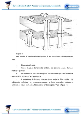 Figura 18
MACHADO, A. Neuroanatomia funcional. 2ª. ed. São Paulo: Editora Athteneu,
2006.
• Sinapses químicas.
• Via de regra, a transmissão sináptica no sistema nervoso humano
maduro é química.
• As membranas pré e pós-sinápticas são separadas por uma fenda com
largura de 20 a 50 nm, a fenda sináptica.
• A passagem do impulso nervoso nessa região é feita, então, por
substâncias químicas: os neurotransmissores, também chamados mediadores
químicos ou Neuro-hormônios, liberados na fenda sináptica. Veja a figura 19.
 