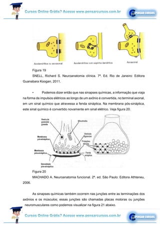 Figura 19
SNELL, Richard S. Neuroanatomia clínica. 7ª. Ed. Rio de Janeiro: Editora
Guanabara Koogan, 2011.
• Podemos dizer então que nas sinapses químicas, a informação que viaja
na forma de impulsos elétricos ao longo de um axônio é convertida, no terminal axonal,
em um sinal químico que atravessa a fenda sináptica. Na membrana pós-sináptica,
este sinal químico é convertido novamente em sinal elétrico. Veja figura 20.
Figura 20
MACHADO A. Neuroanatomia funcional. 2ª. ed. São Paulo: Editora Athteneu,
2006.
As sinapses químicas também ocorrem nas junções entre as terminações dos
axônios e os músculos; essas junções são chamadas placas motoras ou junções
neuromusculares como podemos visualizar na figura 21 abaixo.
 