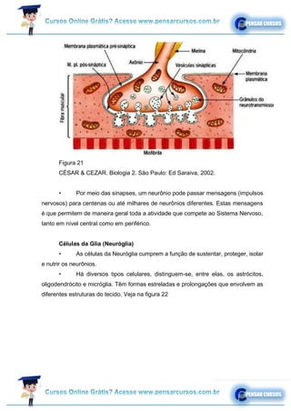 Figura 21
CÉSAR & CEZAR. Biologia 2. São Paulo: Ed Saraiva, 2002.
• Por meio das sinapses, um neurônio pode passar mensagens (impulsos
nervosos) para centenas ou até milhares de neurônios diferentes. Estas mensagens
é que permitem de maneira geral toda a atividade que compete ao Sistema Nervoso,
tanto em nível central como em periférico.
Células da Glia (Neuróglia)
• As células da Neuróglia cumprem a função de sustentar, proteger, isolar
e nutrir os neurônios.
• Há diversos tipos celulares, distinguem-se, entre elas, os astrócitos,
oligodendrócito e micróglia. Têm formas estreladas e prolongações que envolvem as
diferentes estruturas do tecido. Veja na figura 22
 