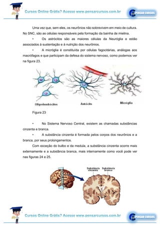 Uma vez que, sem eles, os neurônios não sobrevivem em meio de cultura.
No SNC, são as células responsáveis pela formação da bainha de mielina.
• Os astrócitos são as maiores células da Neuróglia e estão
associados à sustentação e à nutrição dos neurônios.
• A micróglia é constituída por células fagocitárias, análogas aos
macrófagos e que participam da defesa do sistema nervoso, como podemos ver
na figura 23.
Figura 23
• No Sistema Nervoso Central, existem as chamadas substâncias
cinzenta e branca.
• A substância cinzenta é formada pelos corpos dos neurônios e a
branca, por seus prolongamentos.
Com exceção do bulbo e da medula, a substância cinzenta ocorre mais
externamente e a substância branca, mais internamente como você pode ver
nas figuras 24 e 25.
 