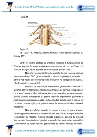 Figura 24
Figura 25
NETTER, F. H. Atlas de Anatomia Humana. Rio de Janeiro: Elsevier, 5ª.
Edição, 2011.
Dentro do critério adotado de anatomia funcional, o funcionamento do
Sistema Nervoso de maneira geral resume-se em que são os neurônios, que
realizam a função neural e podem ser classificados em três tipos:
• Neurônio receptor: sensitivo ou aferente, é o que recebe o estímulo
e os encaminha ao SNC, geralmente está localizado na periferia e no interior do
corpo e nos órgãos de sentidos especiais localizados na cabeça (visão, audição,
olfação, equilíbrio e gustação).
• Neurônio de associação: intermundial, geralmente localizados no
Sistema Nervoso Central que realiza a interpretação do estímulo (que pode ser
consciente ou não) analisa as informações, armazena sob a forma de memória,
elabora padrões de resposta ou geram respostas espontâneas (comanda e
desencadeia a resposta adequada a este estímulo). Quanto maior o número de
neurônios de associação participando em uma via nervosa, mais elaborada será
a resposta.
• Neurônio efetor: eferente ou motor, é o que conduz o impulso
nervoso (geralmente emanado dos neurônios de associação) ao órgão efetuador
(encarregado da resposta) músculo estriado esquelético, glândula ou músculo
liso. No caso de estímulo em glândula e músculo liso, a resposta é involuntária
(não depende de nossa vontade) pertencendo ao sistema nervoso autônomo.
 