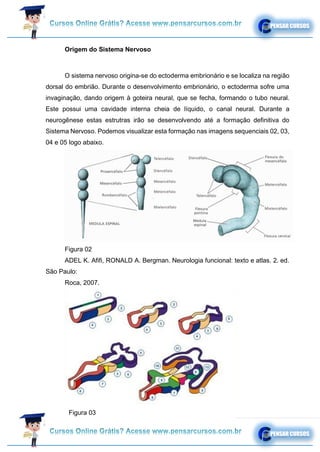 Origem do Sistema Nervoso
O sistema nervoso origina-se do ectoderma embrionário e se localiza na região
dorsal do embrião. Durante o desenvolvimento embrionário, o ectoderma sofre uma
invaginação, dando origem à goteira neural, que se fecha, formando o tubo neural.
Este possui uma cavidade interna cheia de líquido, o canal neural. Durante a
neurogênese estas estrutras irão se desenvolvendo até a formação definitiva do
Sistema Nervoso. Podemos visualizar esta formação nas imagens sequenciais 02, 03,
04 e 05 logo abaixo.
Figura 02
ADEL K. Afifi, RONALD A. Bergman. Neurologia funcional: texto e atlas. 2. ed.
São Paulo:
Roca, 2007.
Figura 03
 