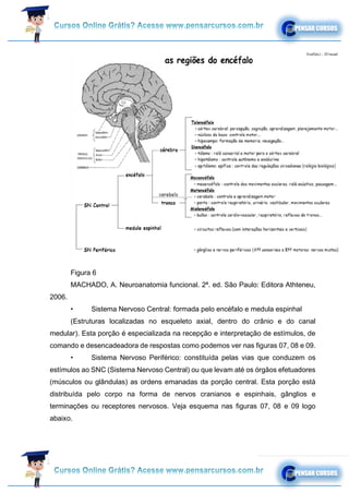 Figura 6
MACHADO, A. Neuroanatomia funcional. 2ª. ed. São Paulo: Editora Athteneu,
2006.
• Sistema Nervoso Central: formada pelo encéfalo e medula espinhal
(Estruturas localizadas no esqueleto axial, dentro do crânio e do canal
medular). Esta porção é especializada na recepção e interpretação de estímulos, de
comando e desencadeadora de respostas como podemos ver nas figuras 07, 08 e 09.
• Sistema Nervoso Periférico: constituída pelas vias que conduzem os
estímulos ao SNC (Sistema Nervoso Central) ou que levam até os órgãos efetuadores
(músculos ou glândulas) as ordens emanadas da porção central. Esta porção está
distribuída pelo corpo na forma de nervos cranianos e espinhais, gânglios e
terminações ou receptores nervosos. Veja esquema nas figuras 07, 08 e 09 logo
abaixo.
 