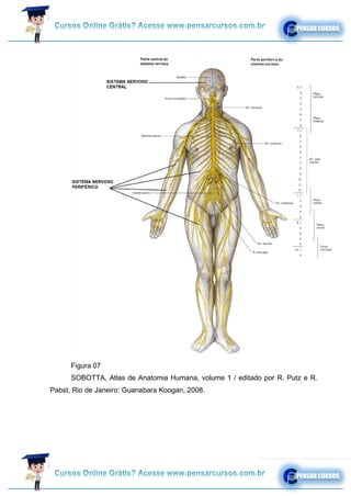 Figura 07
SOBOTTA, Atlas de Anatomia Humana, volume 1 / editado por R. Putz e R.
Pabst, Rio de Janeiro: Guanabara Koogan, 2008.
 