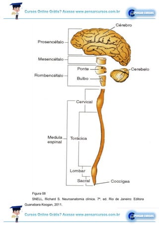 Figura 08
SNELL, Richard S. Neuroanatomia clínica. 7ª. ed. Rio de Janeiro: Editora
Guanabara Koogan, 2011.
 