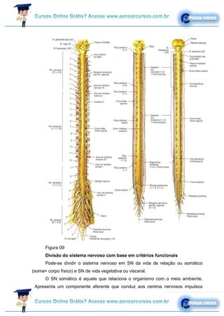 Figura 09
Divisão do sistema nervoso com base em critérios funcionais
Pode-se dividir o sistema nervoso em SN da vida de relação ou somático
(soma= corpo físico) e SN de vida vegetativa ou visceral.
O SN somático é aquele que relaciona o organismo com o meio ambiente.
Apresenta um componente aferente que conduz aos centros nervosos impulsos
 