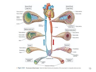 Comprehensive Overview of the Cardiovascular and Lymphatic Systems in ...