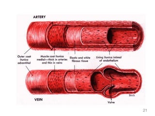 Comprehensive Overview of the Cardiovascular and Lymphatic Systems in ...