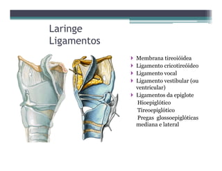 Laringe
Ligamentos
 Membrana tireoióidea
 Ligamento cricotireóideo
 Ligamento vocal
 Ligamento vestibular (ou
ventricular)
 Ligamentos da epiglote
Hioepiglótico
Tireoepiglótico
Pregas glossoepiglóticas
mediana e lateral
 