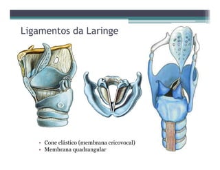 Ligamentos da Laringe
• Cone elástico (membrana cricovocal)
• Membrana quadrangular
 