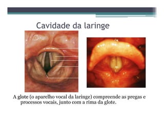 Cavidade da laringe
A gloteglote (o aparelho vocal da laringe) compreende as pregas e
processos vocais, junto com a rima da glote.
 
