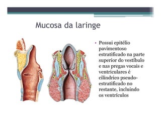 Mucosa da laringe
• Possui epitélio
pavimentoso
estratificado na parte
superior do vestíbulo
e nas pregas vocais e
ventriculares é
cilíndrico pseudo-
estratificado no
restante, incluindo
os ventrículos
 