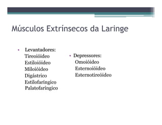 Músculos Extrínsecos da Laringe
•• Levantadores:Levantadores:
Tireoióideo
Estiloióideo
Miloióideo
Digástrico
Estilofaríngico
Palatofaríngico
•• Depressores:Depressores:
Omoióideo
Esternoióideo
Esternotireóideo
 
