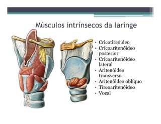 Músculos intrínsecos da laringe
• Cricotireóideo
• Cricoaritenóideo
posterior
• Cricoaritenóideo
lateral
• Aritenóideo
transverso
• Aritenóideo oblíquo
• Tireoaritenóideo
• Vocal
 