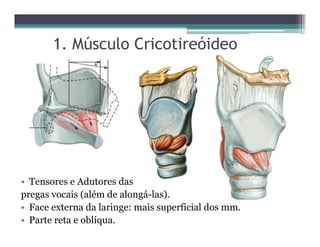 1. Músculo Cricotireóideo
• Tensores e Adutores das
pregas vocais (além de alongá-las).
• Face externa da laringe: mais superficial dos mm.
• Parte reta e oblíqua.
 