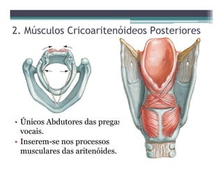 2. Músculos Cricoaritenóideos Posteriores
• Únicos Abdutores das pregas
vocais.
• Inserem-se nos processos
musculares das aritenóides.
 