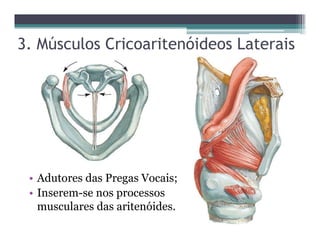3. Músculos Cricoaritenóideos Laterais
• Adutores das Pregas Vocais;
• Inserem-se nos processos
musculares das aritenóides.
 