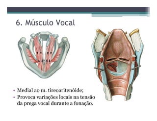 6. Músculo Vocal
• Medial ao m. tireoaritenóide;
• Provoca variações locais na tensão
da prega vocal durante a fonação.
 