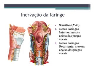 Inervação da laringe
•• Sensitiva (AVG)Sensitiva (AVG)
1.1. Nervo LarNervo Larííngeongeo
Interno:Interno: mucosa
acima das pregas
vocais
2.2. Nervo LarNervo Larííngeongeo
Recorrente:Recorrente: mucosa
abaixo das pregas
vocais
 