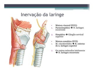 Inervação da laringe
•• Motora visceral (EVG):Motora visceral (EVG):
1.1. ParassimpParassimpááticotico  N. laríngeo
recorrente
2.2. SimpSimpááticotico  Gânglio cervical
superior
•• Motora somMotora somáática (EVE)tica (EVE)
1. M. cricotireóideo  R. externoR. externo
do n. lardo n. larííngeo superiorngeo superior
2. Os outros músculos intrínsecos
 N. larN. larííngeo recorrentengeo recorrente
 