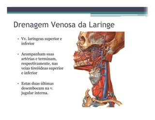 Drenagem Venosa da Laringe
• Vv. laríngeas superior e
inferior
• Acompanham suas
artérias e terminam,
respectivamente, nas
veias tireóideas superior
e inferior
• Estas duas últimas
desembocam na v.
jugular interna.
 