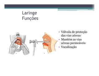 Laringe
Funções
• Válvula de proteção
das vias aéreas
• Mantém as vias
aéreas permeáveis
• Vocalização
 